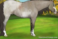 Horse Color:Smoky Grullo Roan Sabino Rabicano 