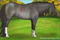 Horse Color:Smoky Blue Roan Rabicano 