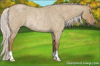 Horse Color:Silver Smoky Grullo Roan Rabicano 
