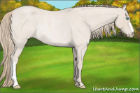 Horse Color:Smoky Creme Roan Rabicano 