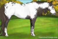 Horse Color:Smoky Black Frame Appaloosa Rabicano 