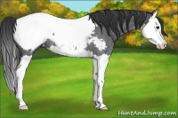 Horse Color:Blue Roan Splash Near Fewspot Rabicano 