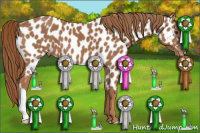 Horse Color:Chestnut Near Leopard 