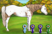 Horse Color:Red Roan Splash Appaloosa 