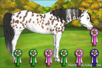 Horse Color:Bay Splash Appaloosa Rabicano