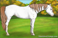 Horse Color:Chestnut Ice Appaloosa 