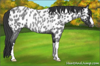 Horse Color:Blue Roan Near Leopard Rabicano 