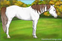 Horse Color:Red Roan Splash Appaloosa 