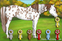 Horse Color:Red Roan Splash Appaloosa Rabicano
