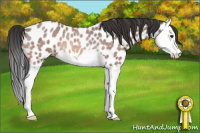 Horse Color:Bay Roan Splash Leopard Rabicano 