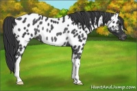 Horse Color:Black Appaloosa Rabicano 