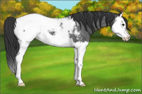Horse Color:Blue Roan Splash Snowcap 