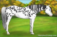 Horse Color:Black Splash Appaloosa Rabicano 