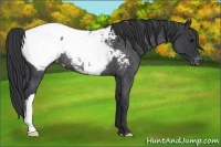 Horse Color:Blue Roan Appaloosa Rabicano 