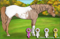 Horse Color:Red Roan Appaloosa 