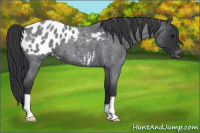Horse Color:Blue Roan Appaloosa 