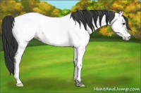 Horse Color:Blue Ice Roan Appaloosa 