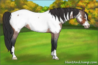 Horse Color:Bay Roan Frame Appaloosa Rabicano 