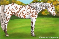 Horse Color:Silver Bay Appaloosa 