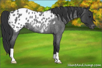 Horse Color:Blue Roan Appaloosa Rabicano 