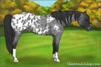 Horse Color:Blue Roan Near Leopard 