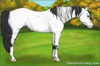 Horse Color:Blue Roan Appaloosa Rabicano 
