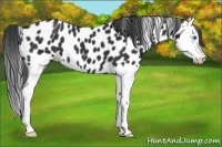 Horse Color:Black Splash Appaloosa 