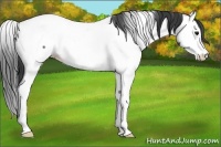 Horse Color:Blue Roan Splash Appaloosa 