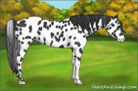 Horse Color:Black Appaloosa 