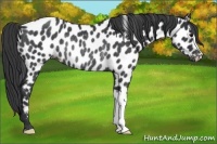 Horse Color:Black Appaloosa Rabicano 