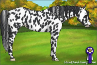 Horse Color:Black Appaloosa 