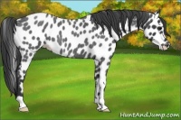 Horse Color:Blue Roan Appaloosa 