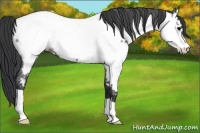 Horse Color:Blue Roan Appaloosa Rabicano 