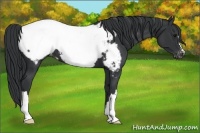 Horse Color:Black Near Fewspot 
