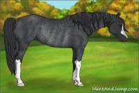 Horse Color:Black Rabicano 