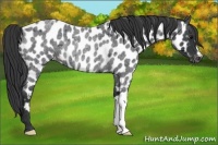 Horse Color:Blue Roan Near Leopard Rabicano 