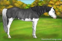 Horse Color:Black Splash Rabicano 
