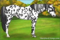 Horse Color:Black Appaloosa Rabicano 