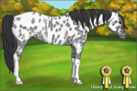 Horse Color:Blue Ice Roan Near Leopard Rabicano 