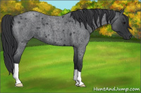 Horse Color:Blue Roan 