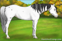 Horse Color:Black Splash Fewspot Rabicano 