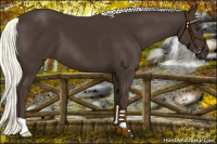 Horse Color:Liver Chestnut Mushroom 