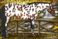Horse Color:Bay Appaloosa