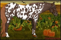 Horse Color:Liver Chestnut Appaloosa