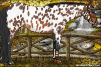 Horse Color:Bay Roan Near Leopard 