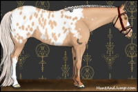 Horse Color:Chocolate Silver Sable Champagne Appaloosa 