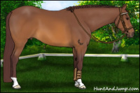 Horse Color:Chocolate Buckskin 