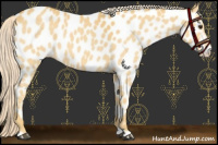 Horse Color:Palomino Appaloosa