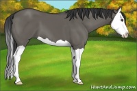 Horse Color:Grullo Splash 