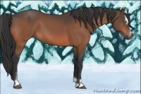 Horse Color:Bay Sabino 